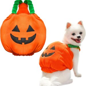 Hund som har på seg oransje gresskarkostyme til hund for halloween