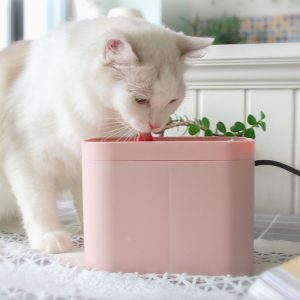 vannfontene til katt og liten hund