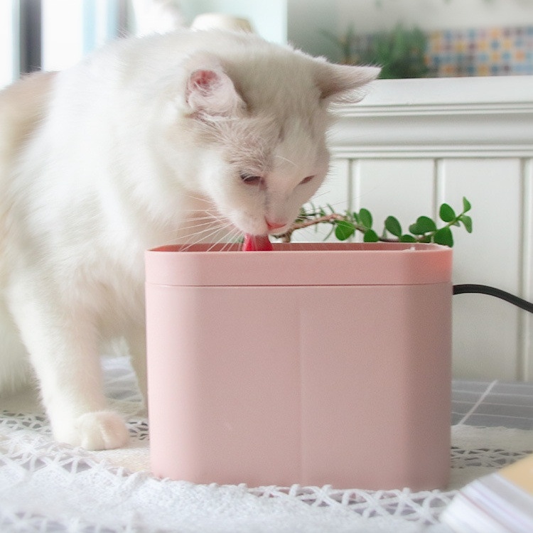 vannfontene til katt og liten hund
