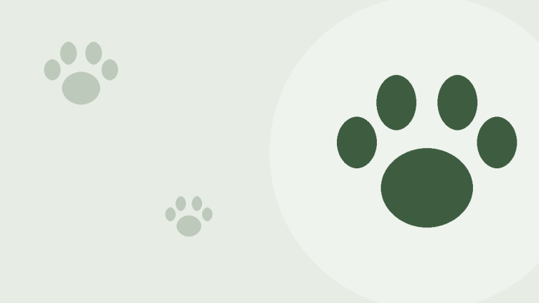 Beste hundeseng 2026: Slik velger du riktig seng til hunden din
