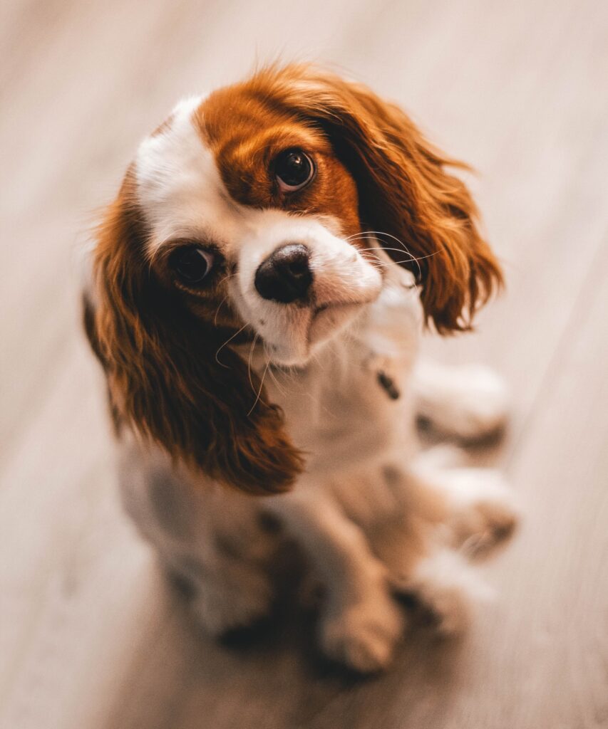 Beste hundesele 2026: slik velger du riktig sele til din hund