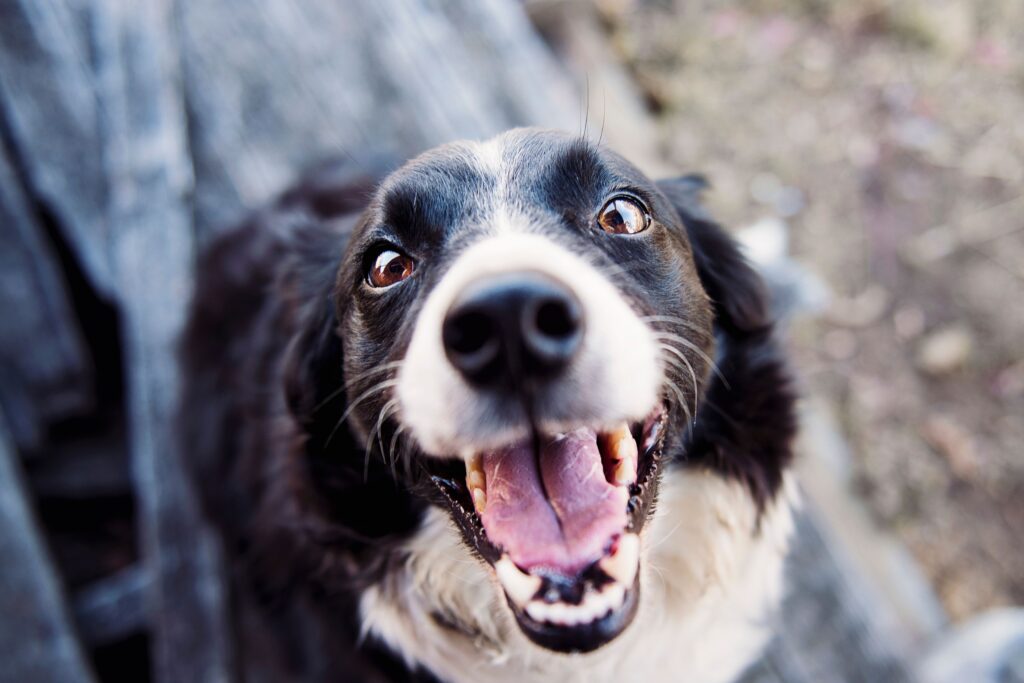 Border collie: utstyr, aktivisering og stell i hverdagen