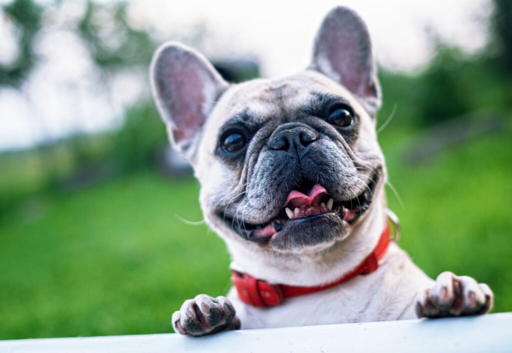 Fransk bulldog: riktig sele, utstyr og pusteproblemer