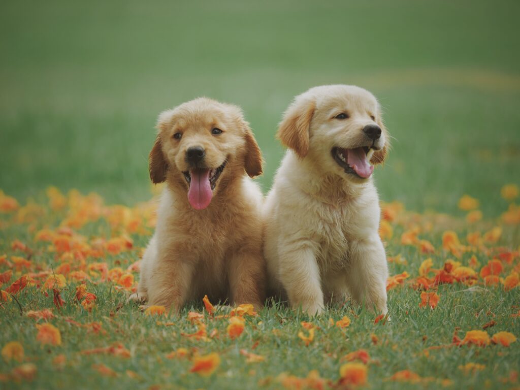 Hund redd for fyrverkeri? Slik trygger du hunden