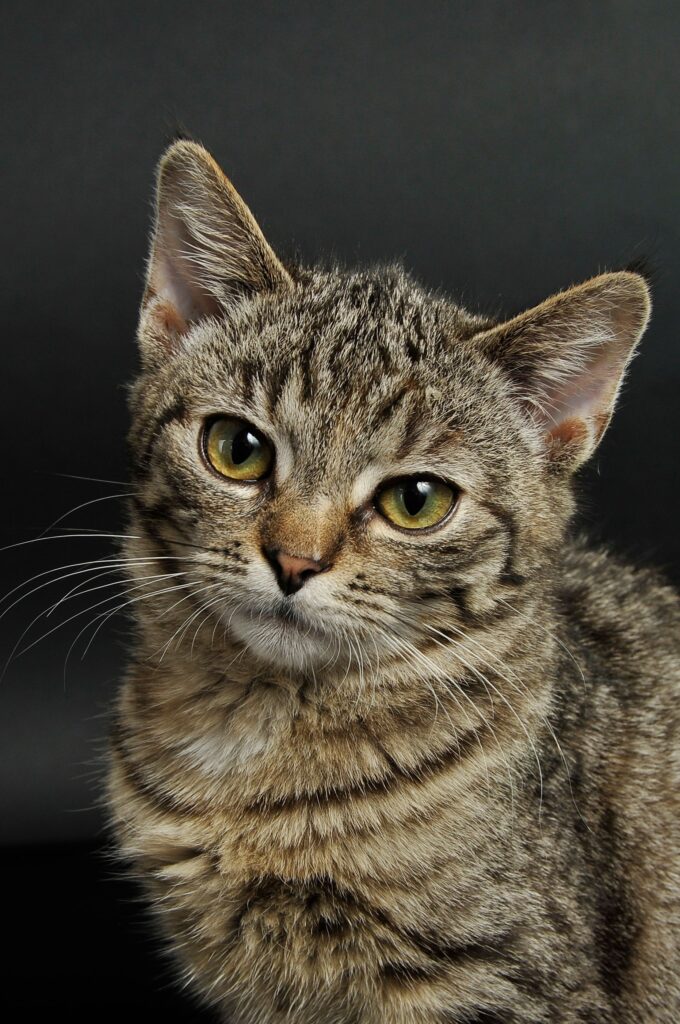 Kan katt spise egg?