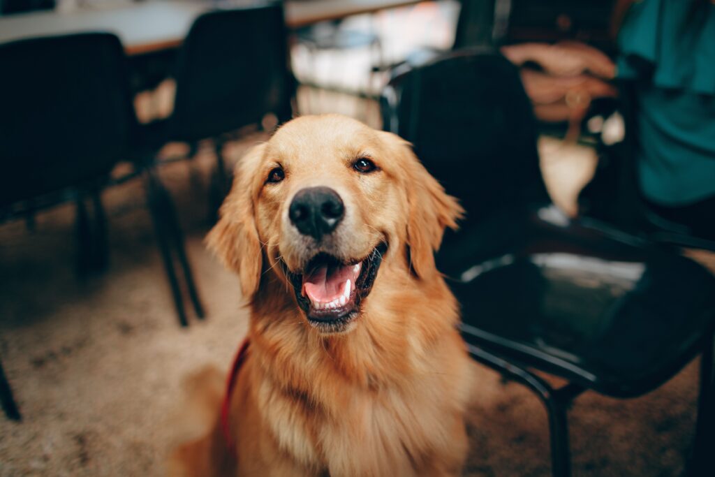 Lopper og flått på hund: forebygging, tegn og behandling