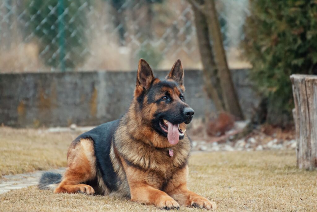 Schäferhund: utstyr, aktivisering og stell i familien
