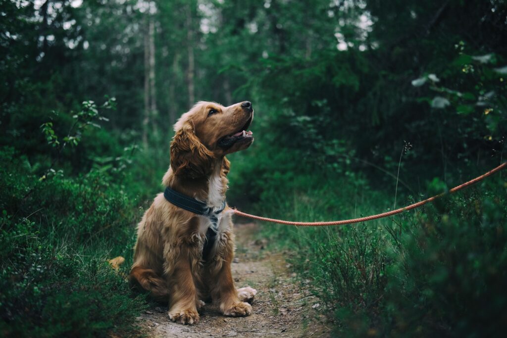 Kan hunder spise sjokolade? Så farlig er det for hunden
