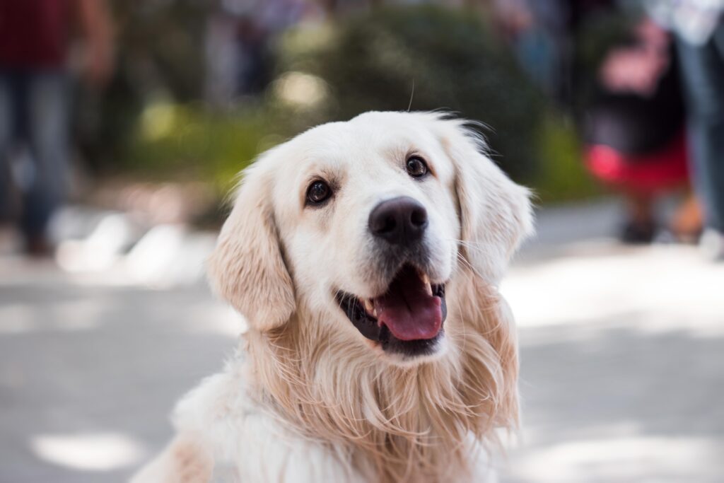Kan hund spise kiwi?