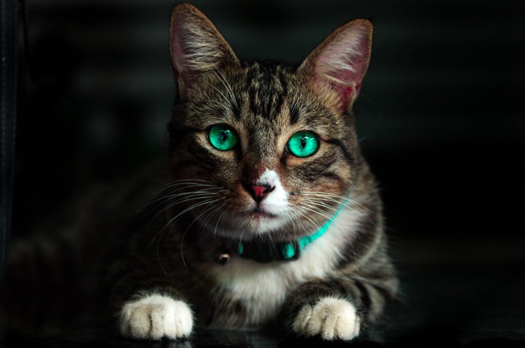 Kan katt spise kalkun?